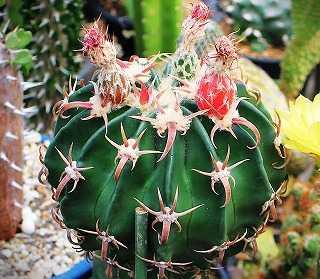 強刺　エキノカクタス太平丸　接ぎ降ろし　台付　鉢ごと送料込み 植トレ🌵 | エキノカクタス属もいい！ 水やりしたら赤棘に 上