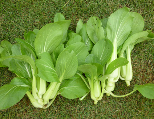 チンゲン菜.jpg