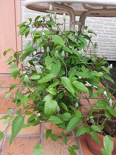 2015-04-14 09.52.44ss.jpg