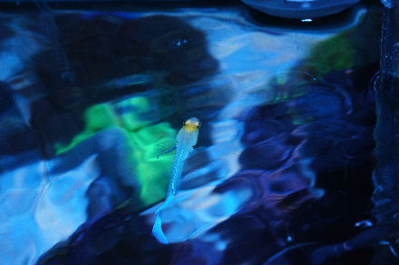 2012_1203ﾁﾋﾞｼﾞｮｰ､ｽﾎﾟｯﾄｽﾀﾎﾟ0005.JPG