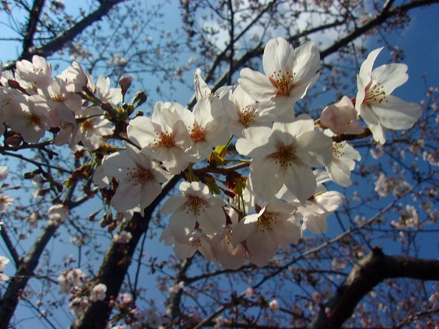 ソメイヨシノ開花状態　２.jpg