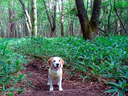 20120831自然ふれあいセンター裏の遊歩道