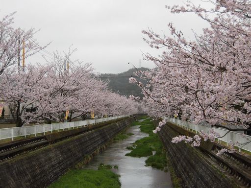 16.04.05桜３.JPG