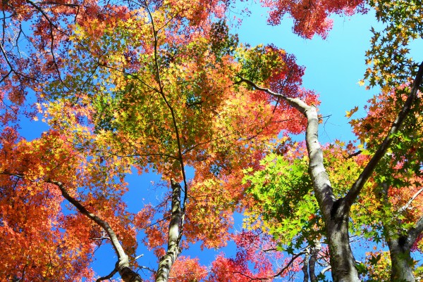 修善寺自然公園