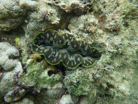 沖縄磯採集2017年9月下旬27　シャコガイ