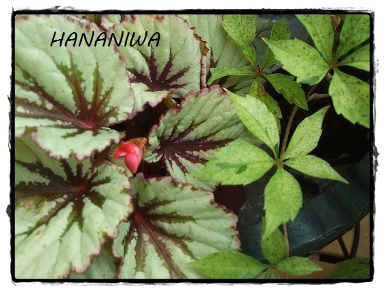 2012_0906トレッサ用寄せ植えとクレマチスの講座とカ0004.JPG