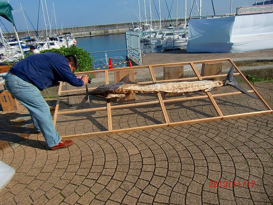 カジキバイキング 006.jpg