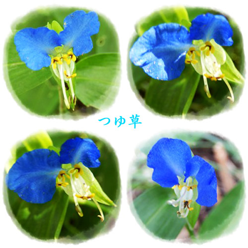 つゆ草のコピー