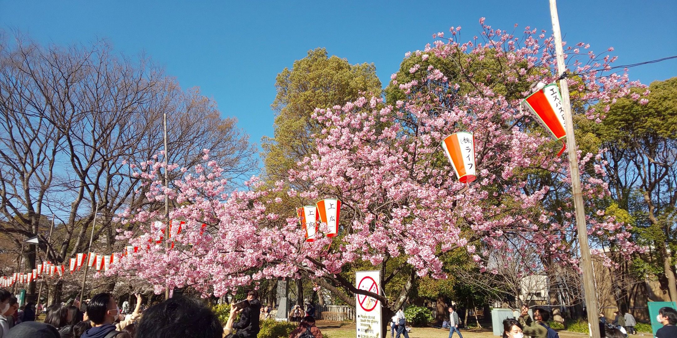 上野公園の桜 Secret Base 楽天ブログ