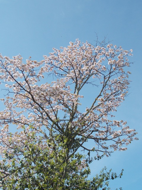 桜