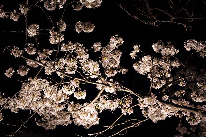 大阪城西の丸庭園夜桜_9-4.jpg