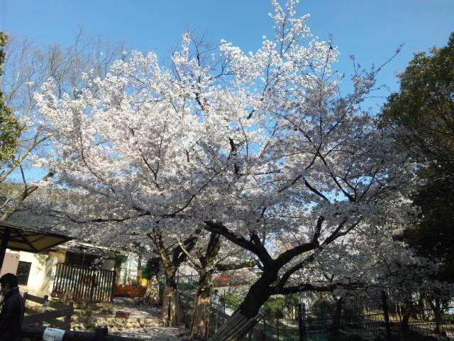 五月山でお花見やってるね（五月山運動場）