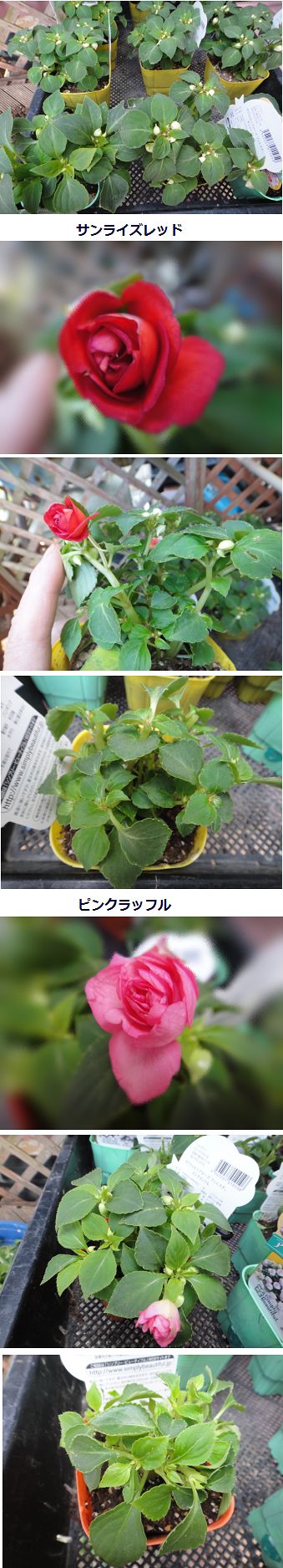 カリフォルニアローズのピンチ