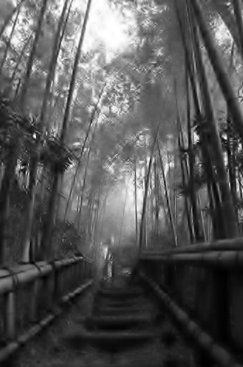 竹林公園（白黒）