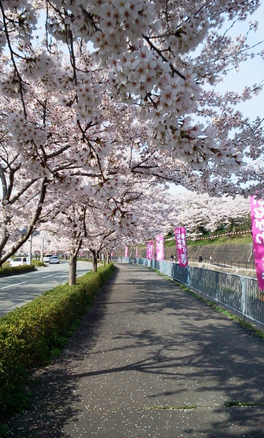 tirusakura.jpg