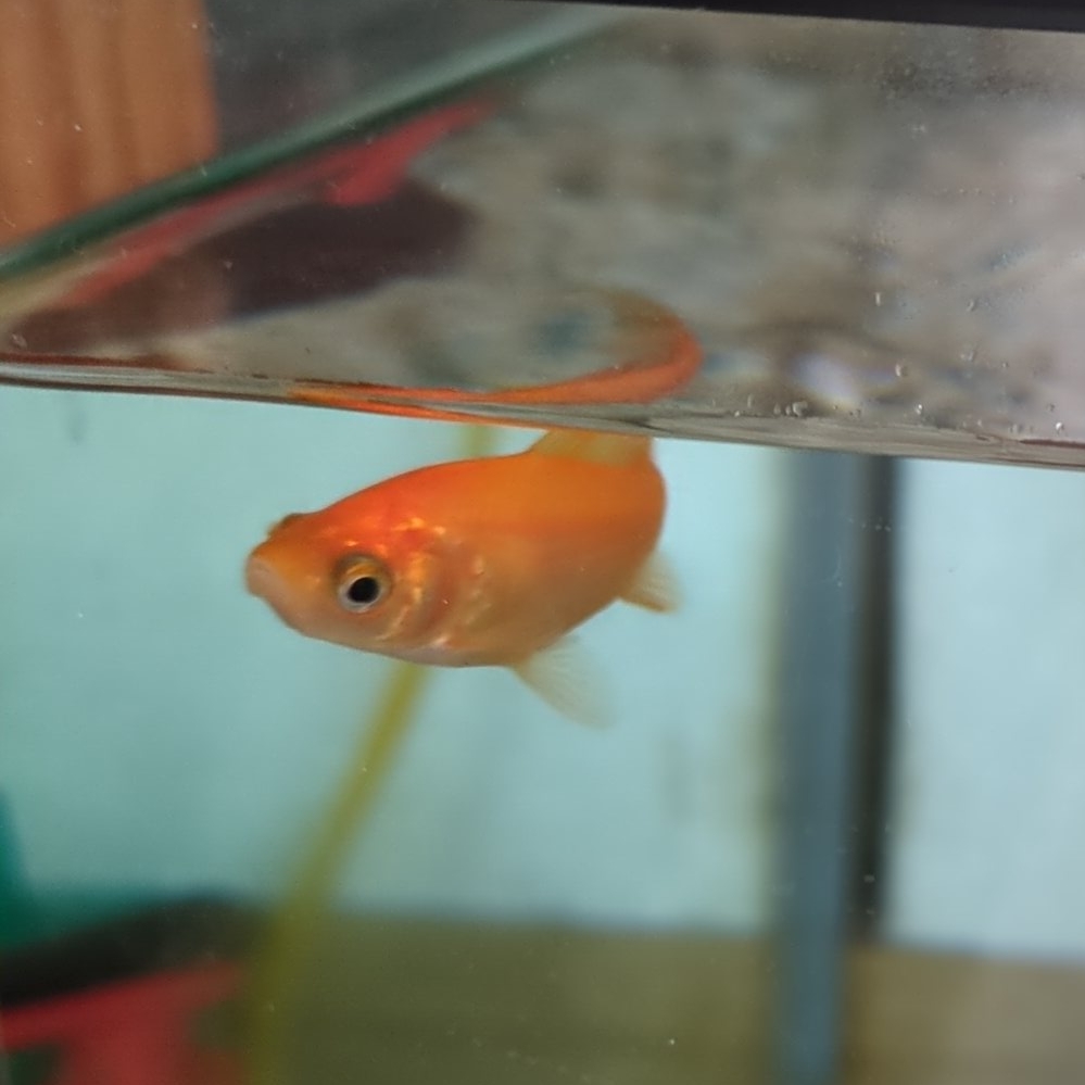 桜和金が素赤の和金に変わった…？！ | きんぎょ警報！～金魚飼育日記