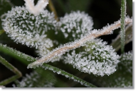 近所の畑-2 初霜-8 13.12.9