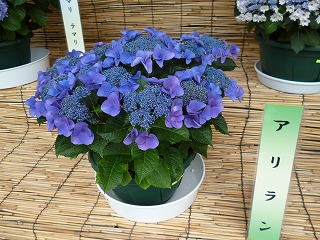 P1060752ss.jpg