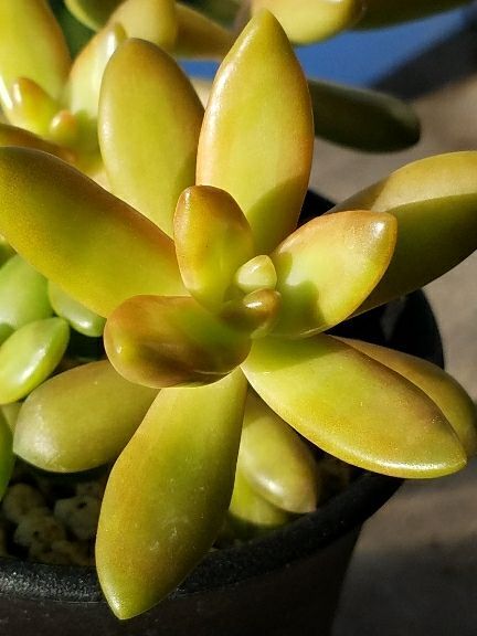 オンラインストア人気商品 セダム「銘月」 植物/観葉植物 PRIMAVARA