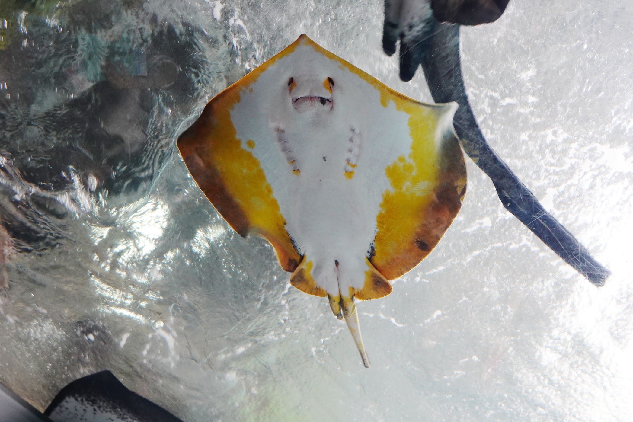 新着記事一覧 アウトドア親爺の徒然日記 楽天ブログ