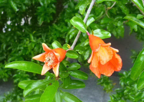 ザクロの花.jpg