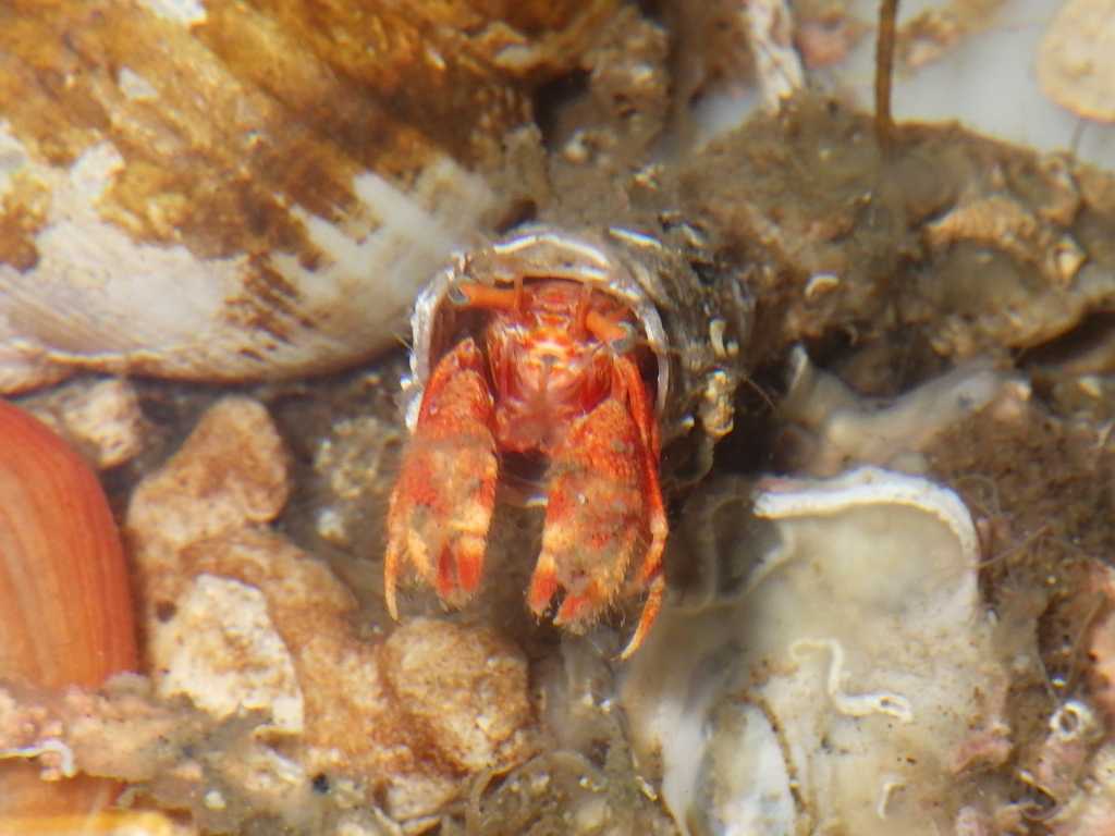 カルイシヤドカリ（Pylocheles mortensenii）1　深海性ヤドカリ