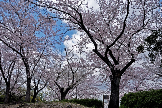 桜３