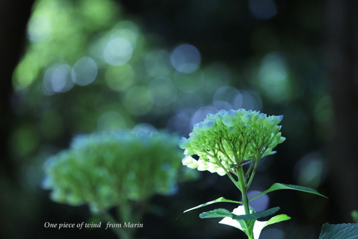 玉ボケと紫陽花 ひとひらの風 楽天ブログ