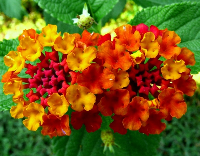+0909Les lantanas.jpg