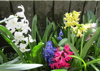 オリエンタルリリー・カサブランカの蕾 / ヒヤシンスの球根の掘り上げ のんびりガーデニング 楽天ブログ