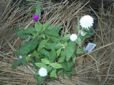 DSCN4084.jpg