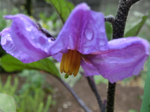 茄子の花