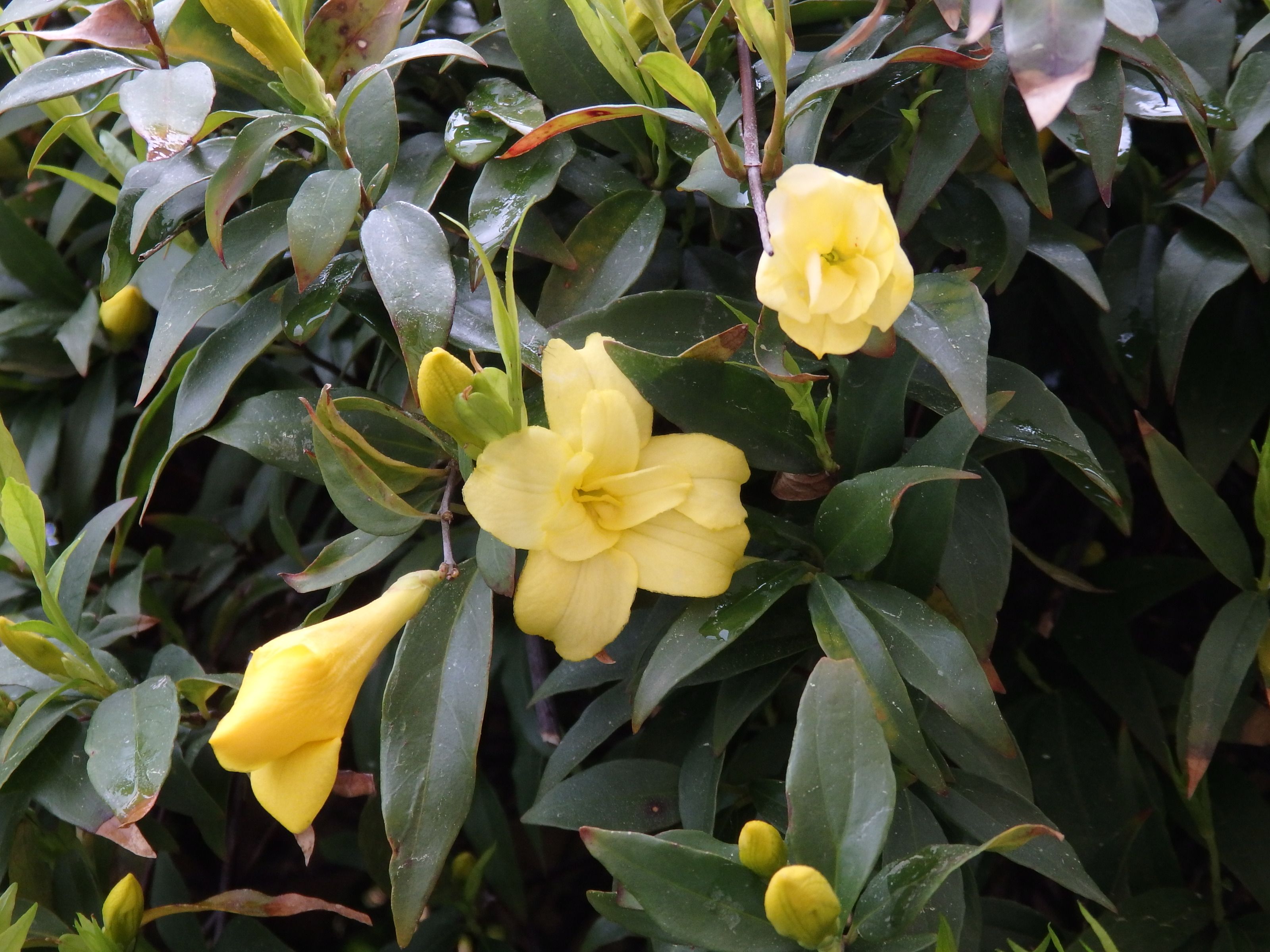 ５月の花木たち Kimi Teaの花日記 楽天ブログ