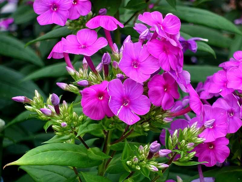 7月14日 今日の一花 フロックス アナスタシア Gazengamaのブログ 散歩中に出合った花と趣味の陶芸作品 楽天ブログ