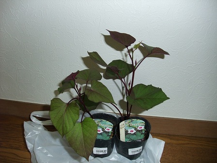 イポメア・ダークブラウン 20130707-1