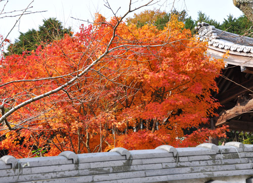 紅葉3