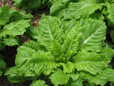 IMG_0038 縮小 - コピー.jpg