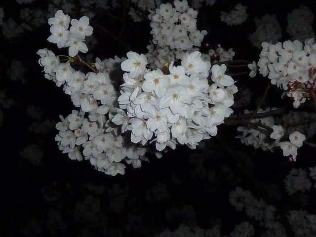 夜桜　平成24年4月8日 5