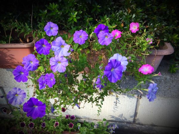 rblog-20160731173203-01.jpg