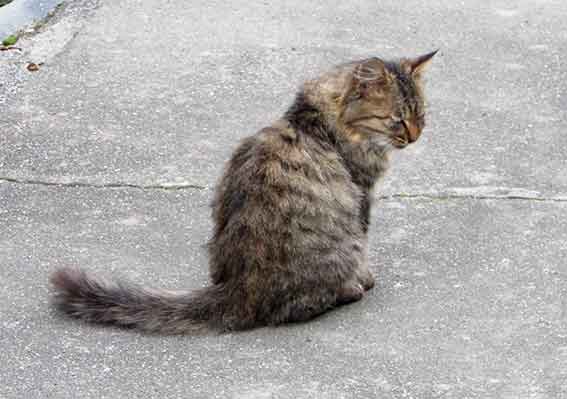 我が家のニャンコ♪2015/11/15-2