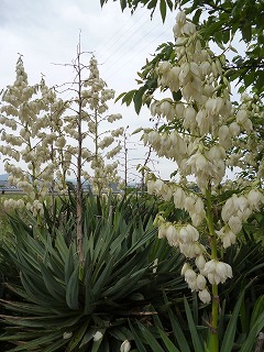 P1190636-ss.jpg
