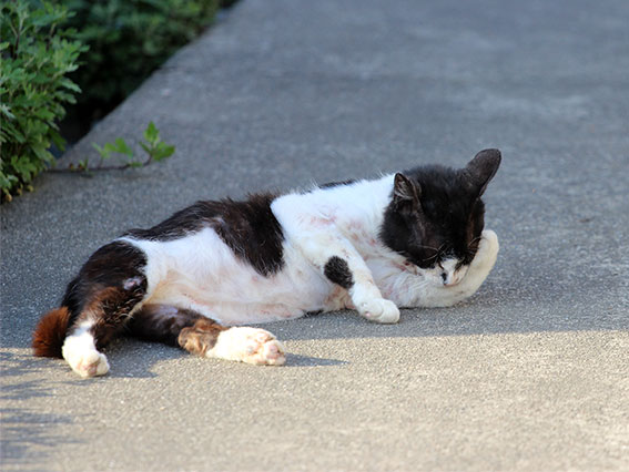我が家のニャンコ♪2014/05/23-3