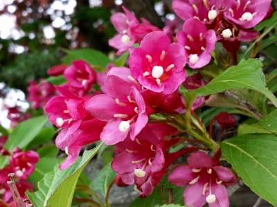 20160530_130407 (400x299).jpg