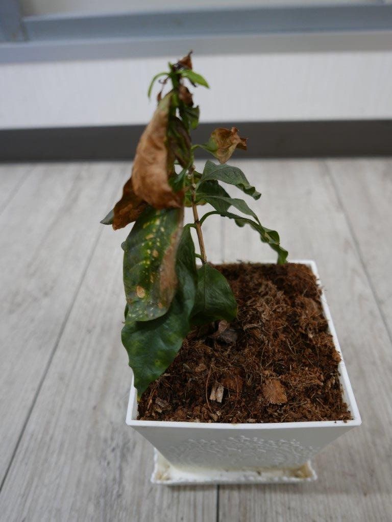 コーヒーの木が枯れて マラッカ観光2日目続き 74 0 痩せたいおっちゃんのダイエット記録 楽天ブログ