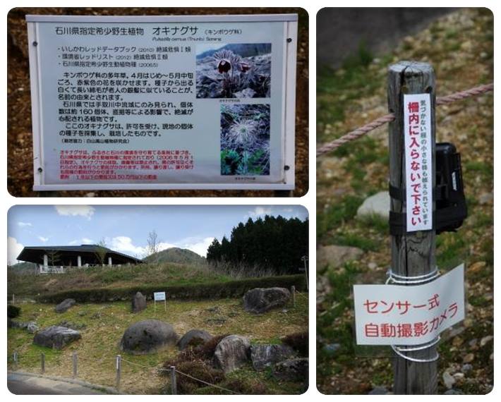 吉岡園地-5 15.4.22