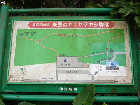 米原ヤエヤマヤシ群落案内図