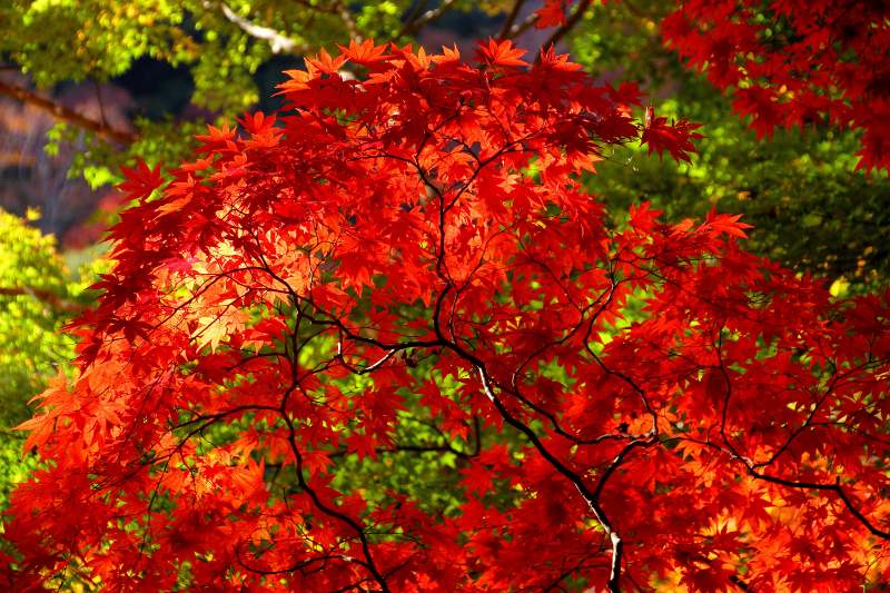 箕面公園_11-06.jpg