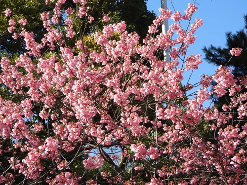 荏原神社の寒緋桜