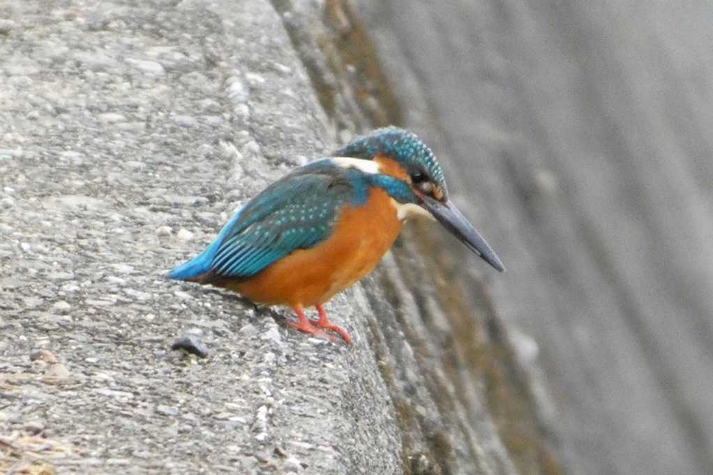 515
