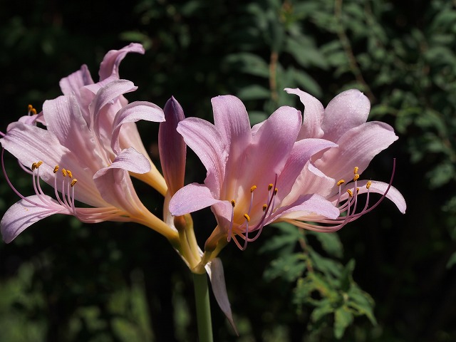 P7300546.jpg